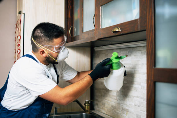 Best Local Pest Control Services  in Labasas, CA