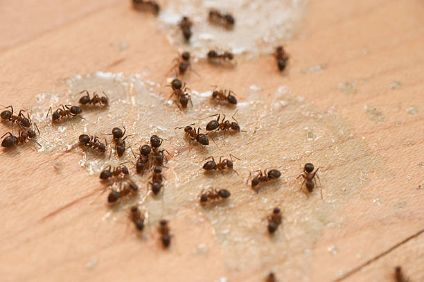  Labasas, CA Pest Control Pros